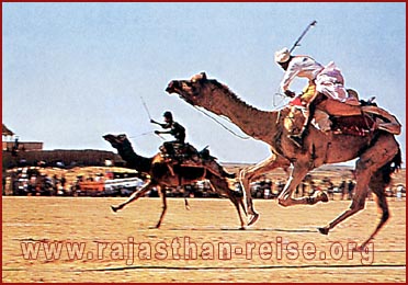 camel-race.jpg