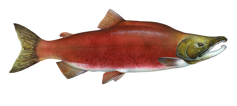 800px-Oncorhynchus_nerka.jpg